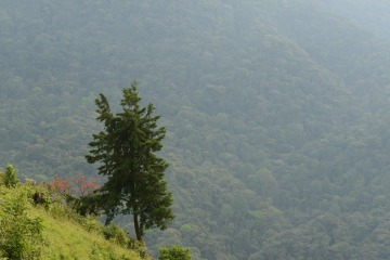 Kashasha Valley || Virunga Mountain, Uganda