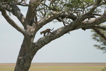 Leopard Cub || Serengeti National Park, Tanzania