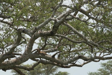 Leopard Lounging || Serengeti National Park, Tanzania