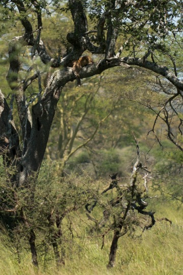 Leopard Lounging || Serengeti National Park, Tanzania
