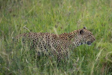 Leopard Watch || Serengeti National Park, Tanzania