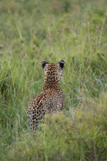 Leopard Watching || Serengeti National Park, Tanzania