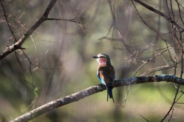 Lilac-Breasted Roller || Serengeti National Park, Tanzania