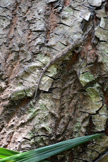Lizard in Camo || Jozani Chwaka Bay National Park, Zanzibar