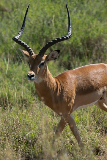 Majestic Impala || Serengeti National Park, Tanzania