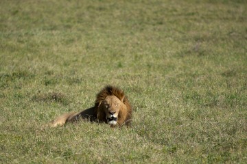 Male Lion || Ngorongoro Crater, Tanzania