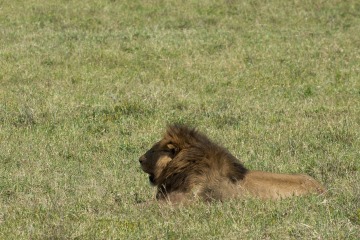 Male Lion || Ngorongoro Crater, Tanzania