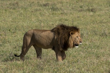 Male Lion || Ngorongoro Crater, Tanzania