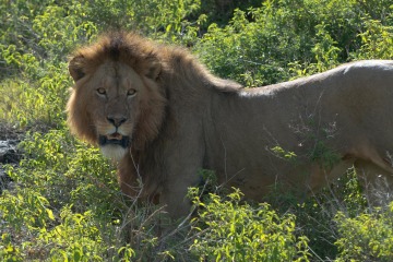 Male Lion || Ngorongoro Crater, Tanzania