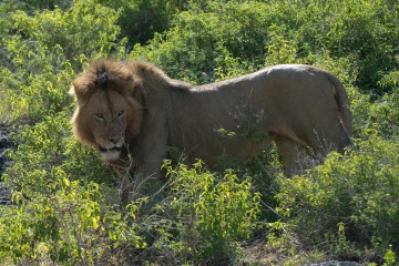 Male Lion || Ngorongoro Crater, Tanzania