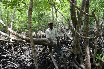 Mangrove Forest || Jozani Chwaka Bay National Park, Zanzibar