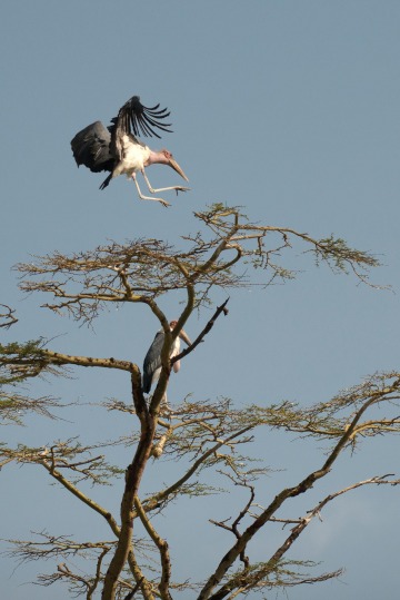 Marabou Stork || Serengeti National Park, Tanzania