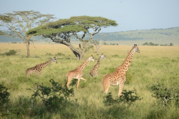 Masai Giraffe || Serengeti National Park, Tanzania