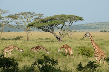 Masai Giraffe || Serengeti National Park, Tanzania