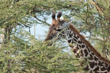 Masai Giraffe || Serengeti National Park, Tanzania