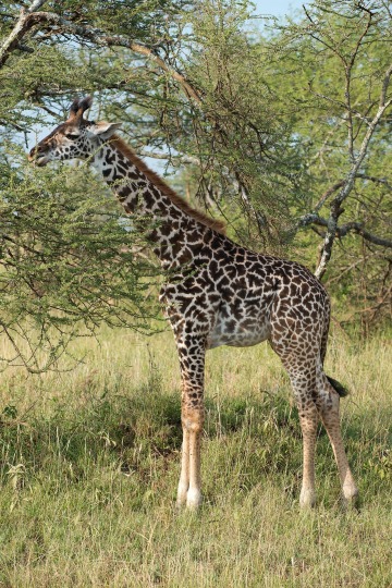 Masai Giraffe || Serengeti National Park, Tanzania