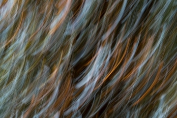 Mgahinga Abstract || Mgahinga Gorilla National Park, Uganda