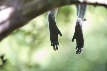 Monkey Relaxation || Jozani Chwaka Bay National Park, Zanzibar