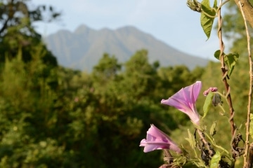 Mount Sabyinyo Flower || Mgahinga Gorilla National Park, Uganda