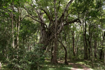 Ngurdoto Forest || Arusha National Park, Tanzania