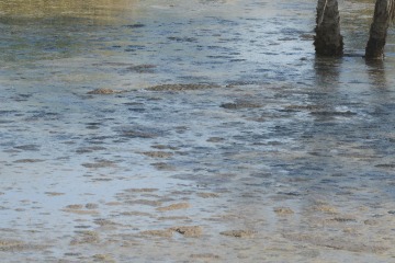 Nile Crocodile Camouflage || Serengeti National Park, Tanzania