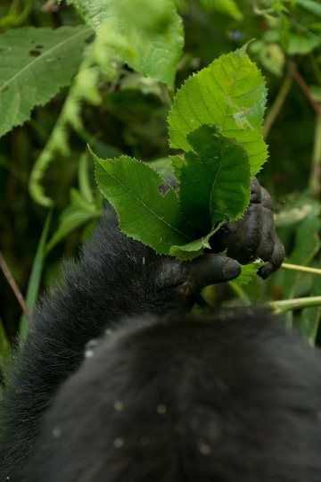Nkuringo Gorilla || Bwindi Impenetrable National Park, Uganda