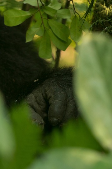 Nkuringo Gorilla || Bwindi Impenetrable National Park, Uganda