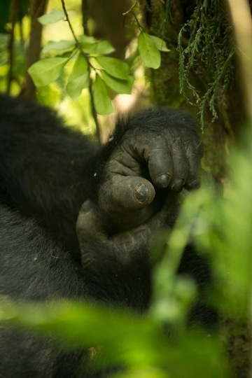 Nkuringo Gorilla || Bwindi Impenetrable National Park, Uganda