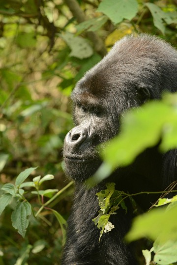 Nkuringo Gorilla || Bwindi Impenetrable National Park, Uganda