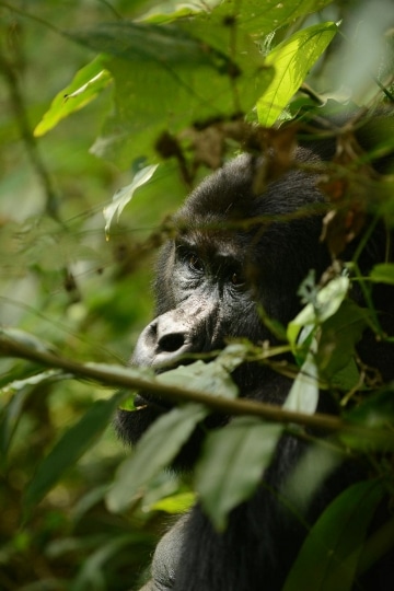 Nkuringo Gorilla || Bwindi Impenetrable National Park, Uganda