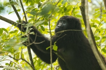 Nkuringo Gorilla || Bwindi Impenetrable National Park, Uganda