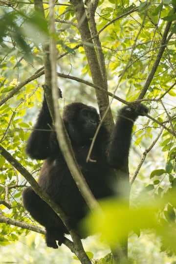 Nkuringo Gorilla || Bwindi Impenetrable National Park, Uganda