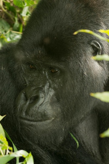 Nkuringo Gorilla || Bwindi Impenetrable National Park, Uganda