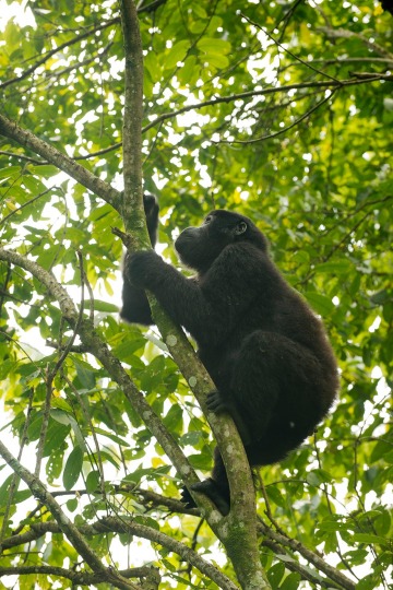 Nkuringo Gorilla || Bwindi Impenetrable National Park, Uganda