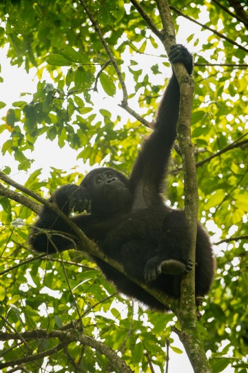 Nkuringo Gorilla || Bwindi Impenetrable National Park, Uganda