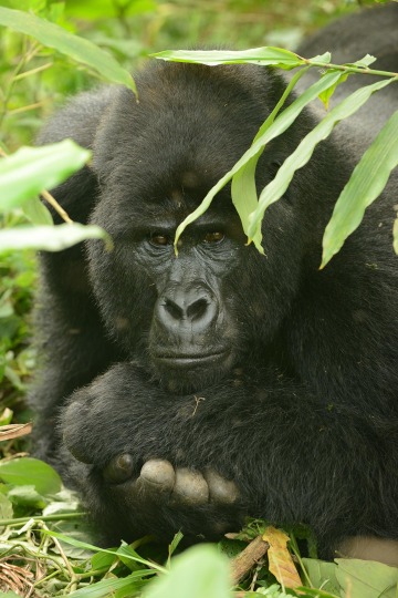 Nkuringo Gorilla || Bwindi Impenetrable National Park, Uganda
