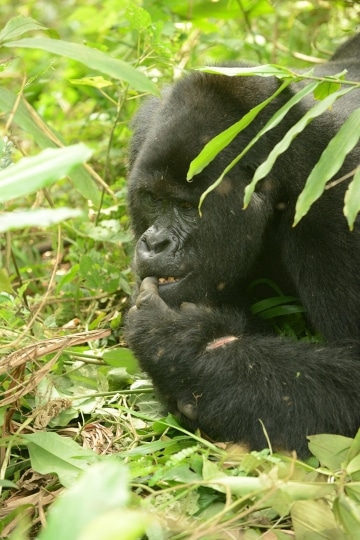 Nkuringo Gorilla || Bwindi Impenetrable National Park, Uganda