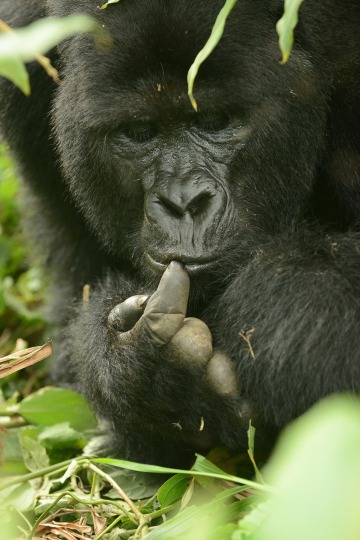 Nkuringo Gorilla || Bwindi Impenetrable National Park, Uganda