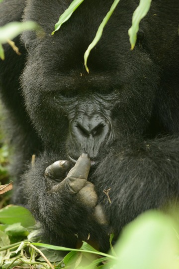 Nkuringo Gorilla || Bwindi Impenetrable National Park, Uganda