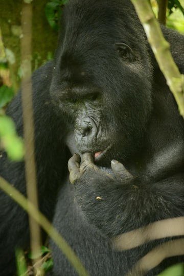 Nkuringo Gorilla || Bwindi Impenetrable National Park, Uganda