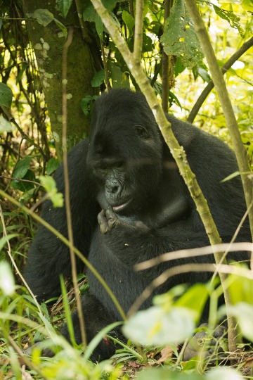 Nkuringo Gorilla || Bwindi Impenetrable National Park, Uganda