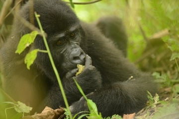 Nkuringo Gorilla || Bwindi Impenetrable National Park, Uganda