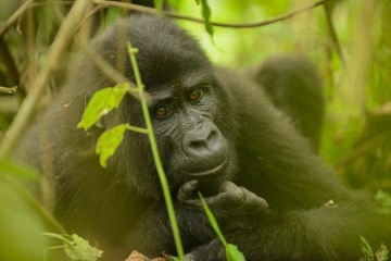 Nkuringo Gorilla || Bwindi Impenetrable National Park, Uganda