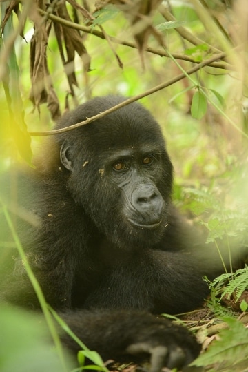 Nkuringo Gorilla || Bwindi Impenetrable National Park, Uganda