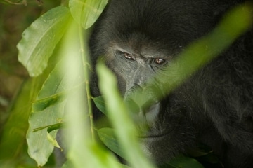 Nkuringo Gorilla || Bwindi Impenetrable National Park, Uganda