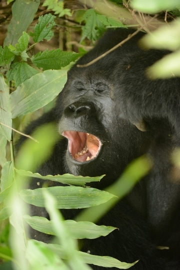 Nkuringo Gorilla || Bwindi Impenetrable National Park, Uganda