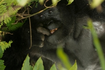 Nkuringo Gorilla || Bwindi Impenetrable National Park, Uganda