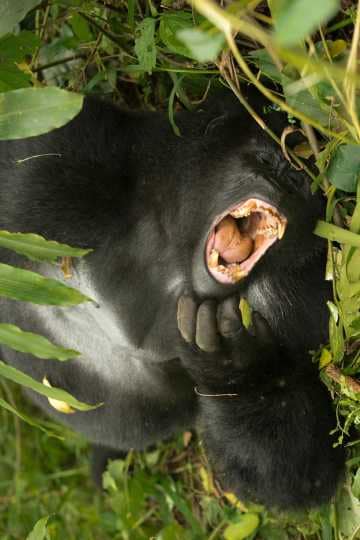 Nkuringo Gorilla || Bwindi Impenetrable National Park, Uganda