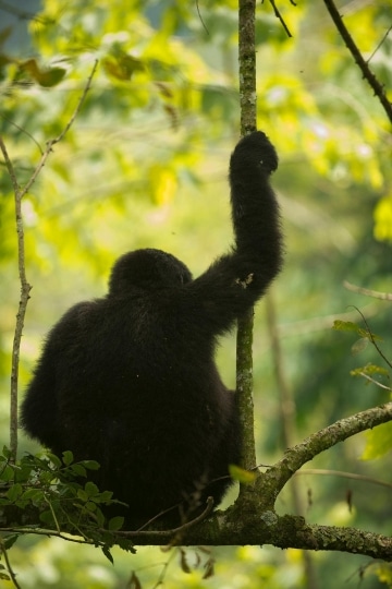 Nkuringo Gorilla || Bwindi Impenetrable National Park, Uganda