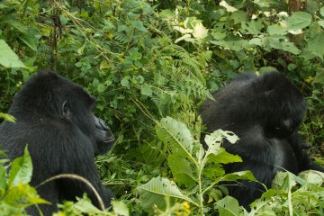 Nkuringo Silverback Gorilla || Bwindi Impenetrable National Park, Uganda
